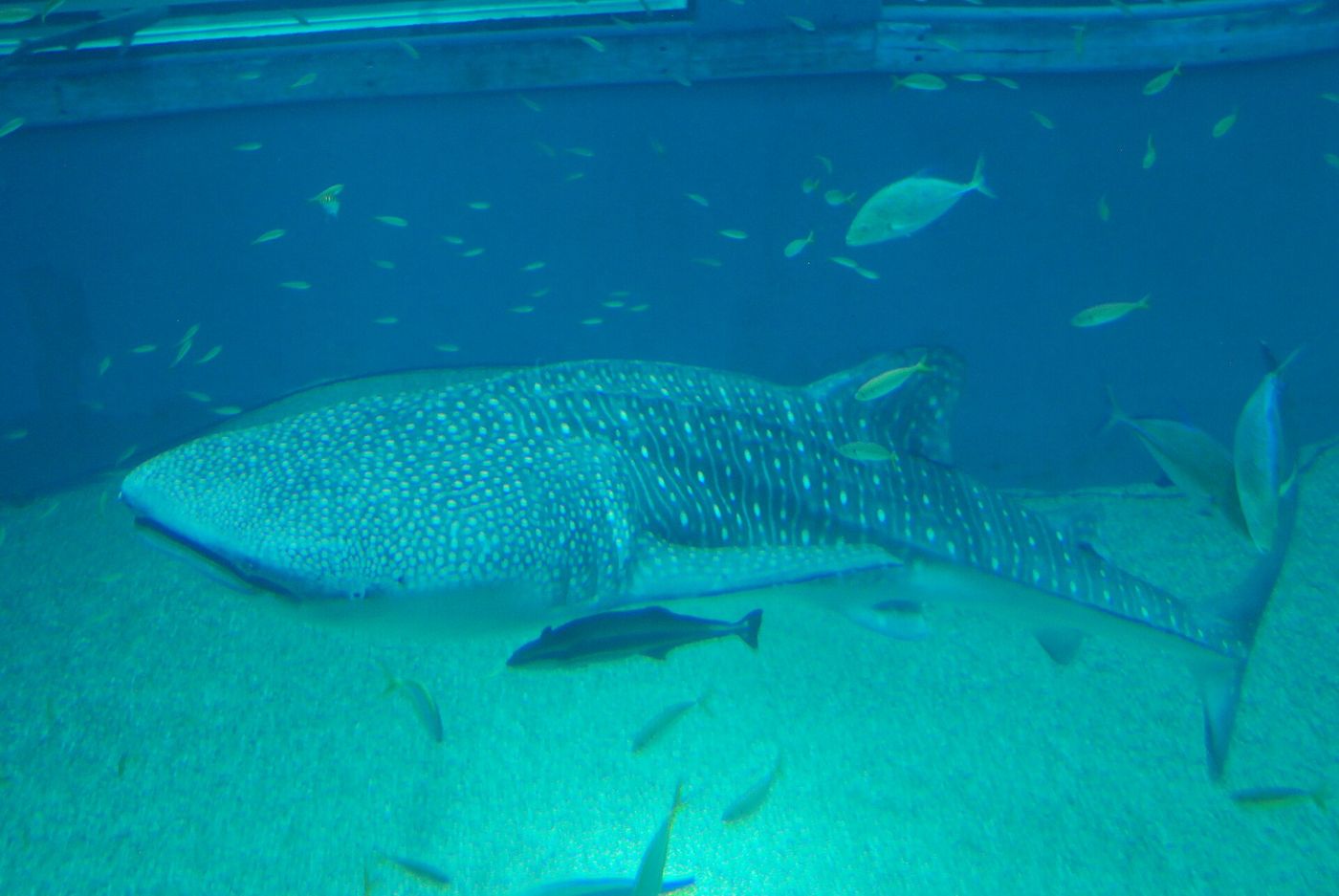 Kaiyukan Aquarium